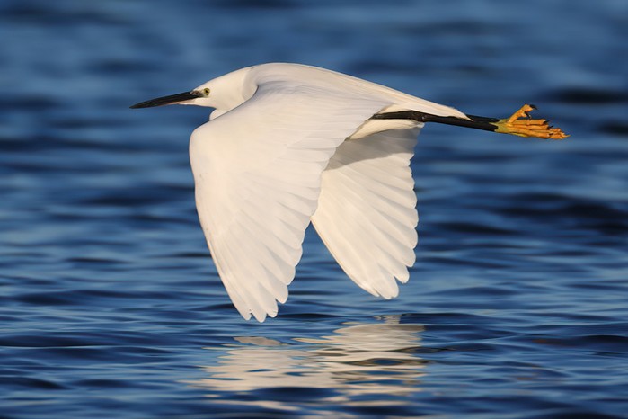 Little Egret