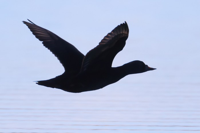 Common Scoter