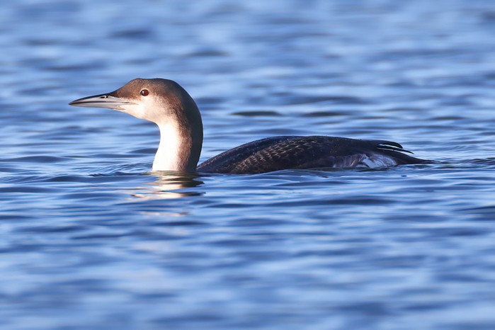 Black-throated Diver