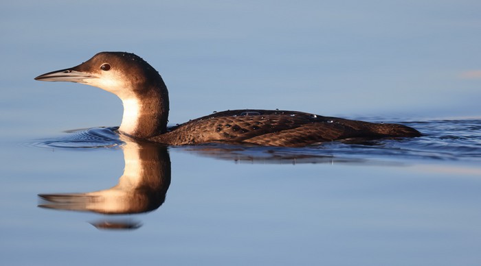 Black-throated Diver