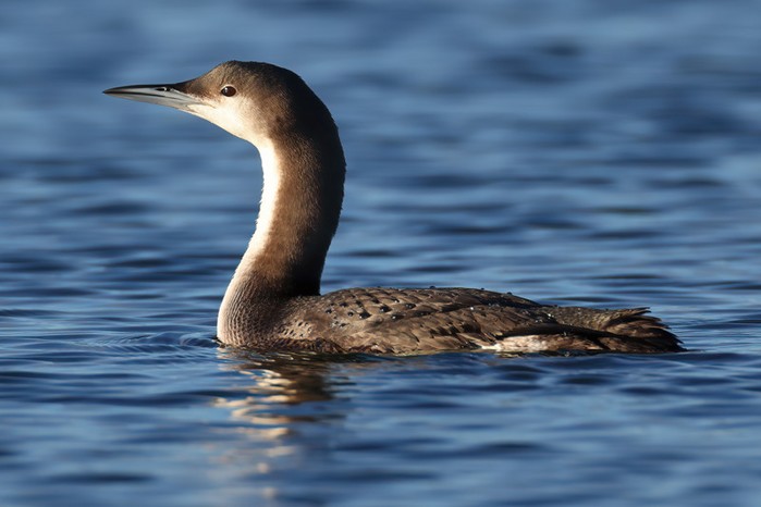 Black-throated Diver