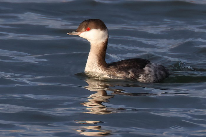 Slavonian Grebe