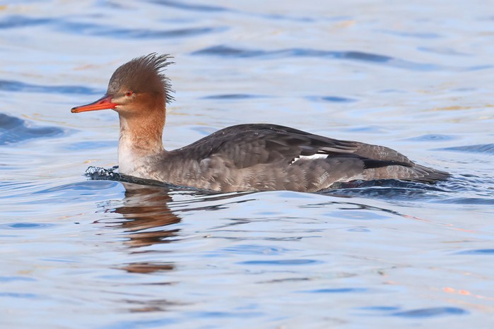 Red-breasted Merganser