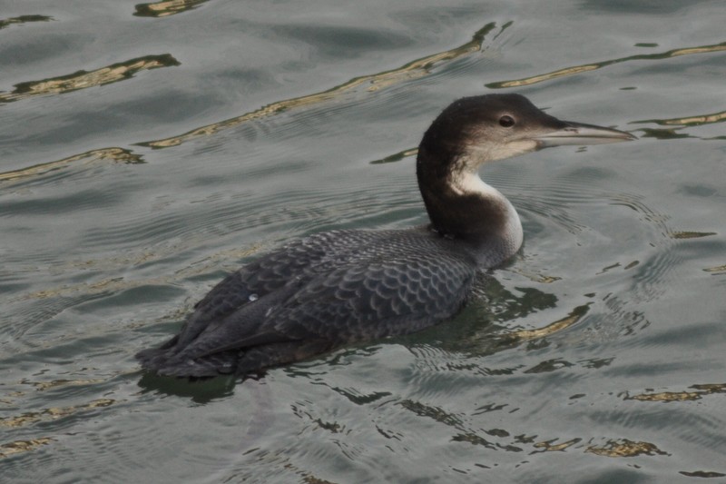 Great Northern Diver