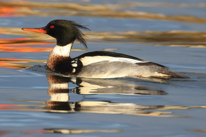 Red-breasted Merganser