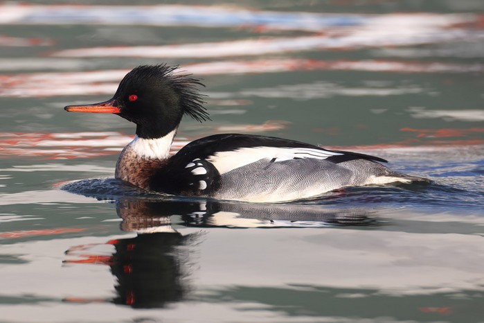 Red-breasted Merganser