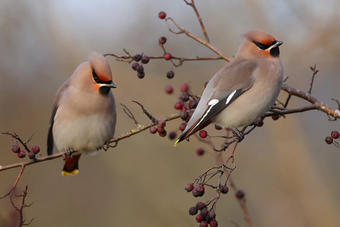 Waxwing