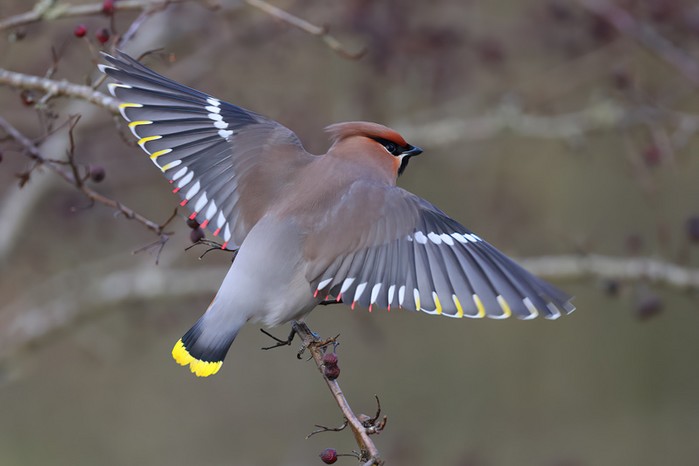 Waxwing