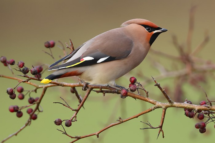 Waxwing