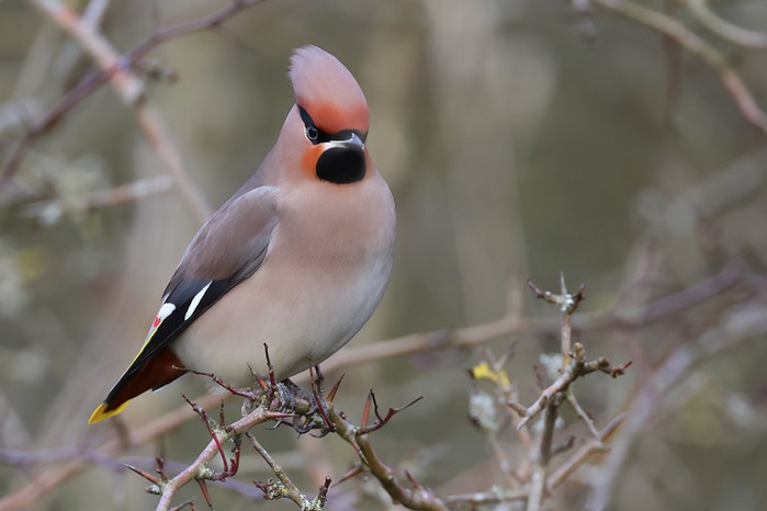 Waxwing