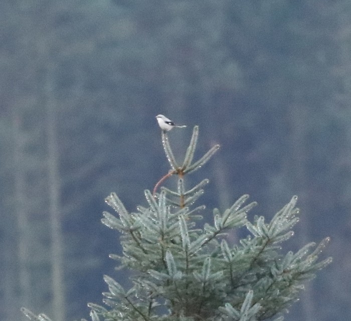 Great Grey Shrike