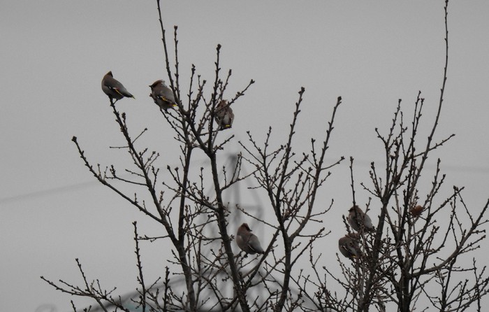 Waxwing