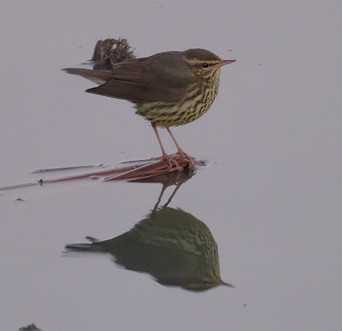 Northern Waterthrush