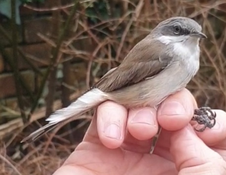 Lesser Whitethroat