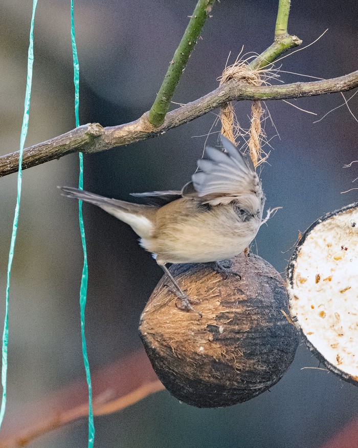 Lesser Whitethroat 