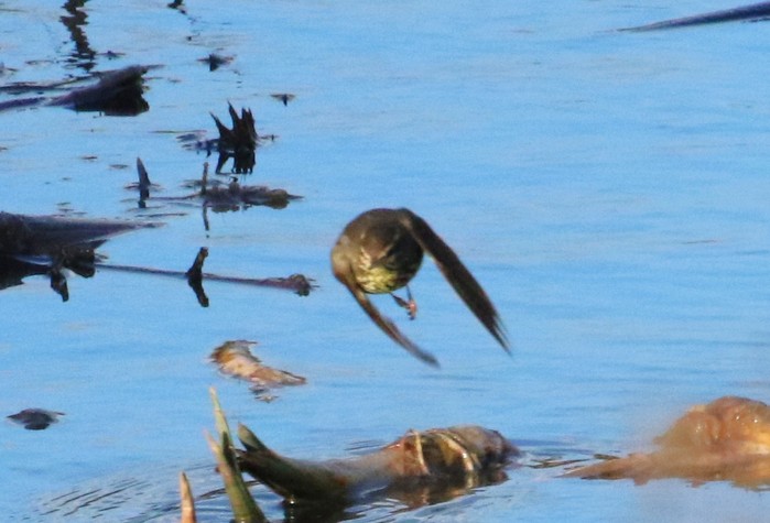 Northern Waterthrush