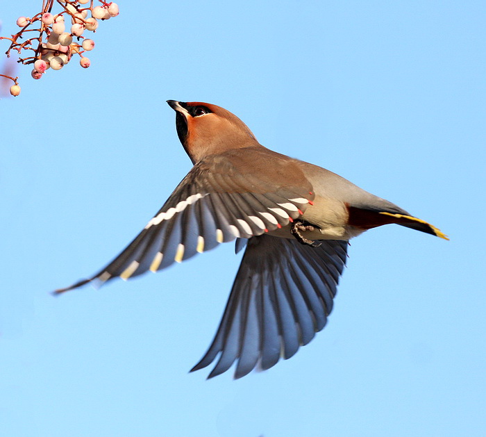 Waxwing