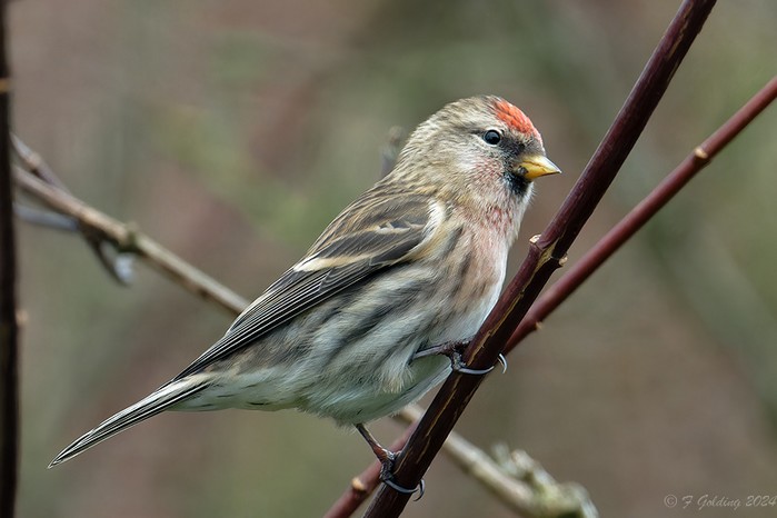 Mealy Redpoll
