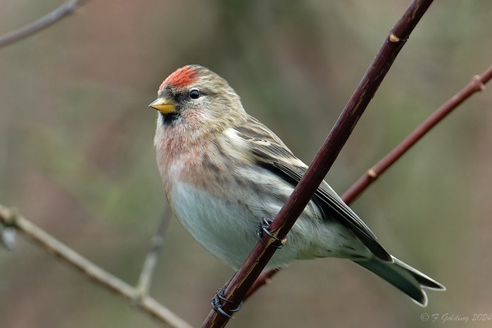 Mealy Redpoll