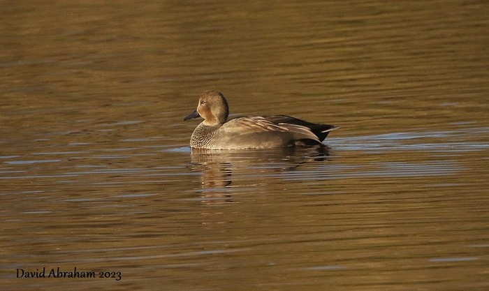 Gadwall 