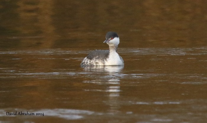 Slavonian Grebe 