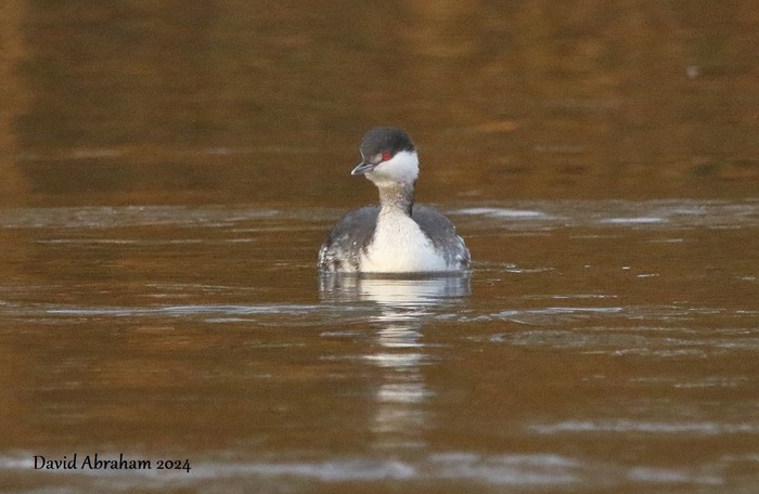 Slavonian Grebe