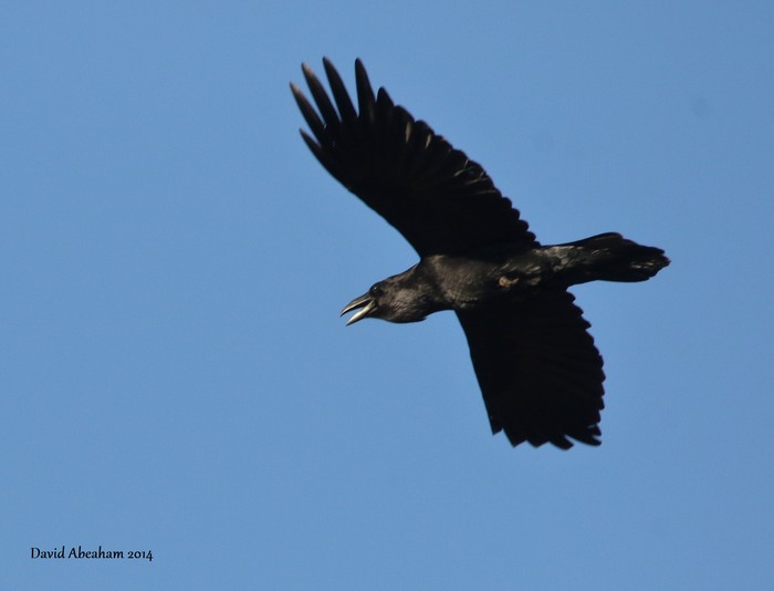 Raven
