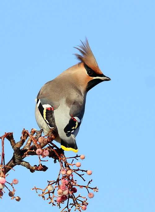 Waxwing