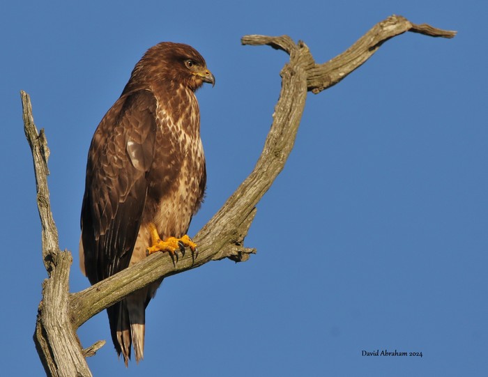 Buzzard