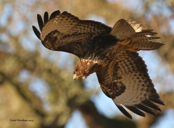 Buzzard 