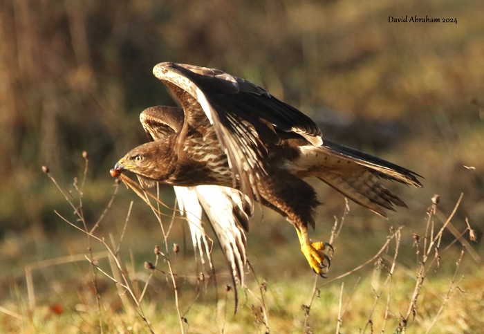 Buzzard