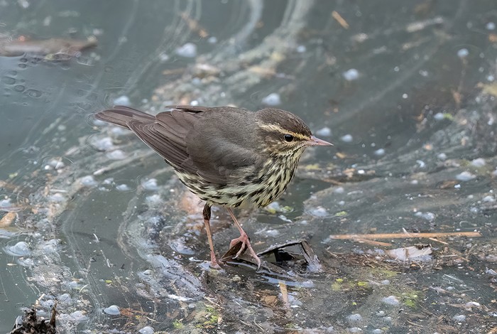 Northern Waterthrush