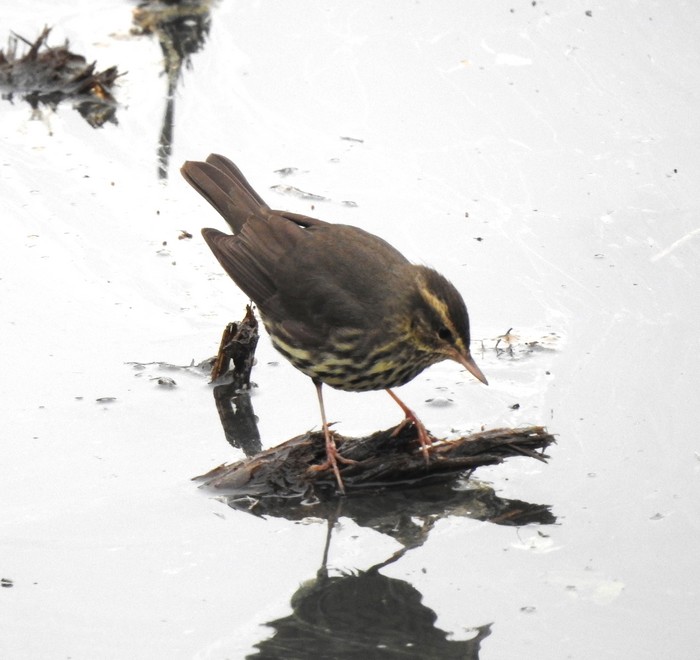 Northern Waterthrush