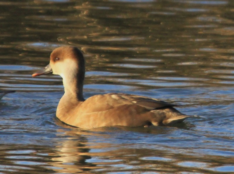 Red-crested Pochard