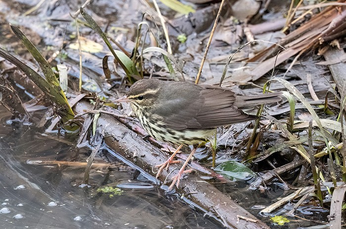 Northern Waterthrush