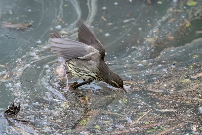 Northern Waterthrush