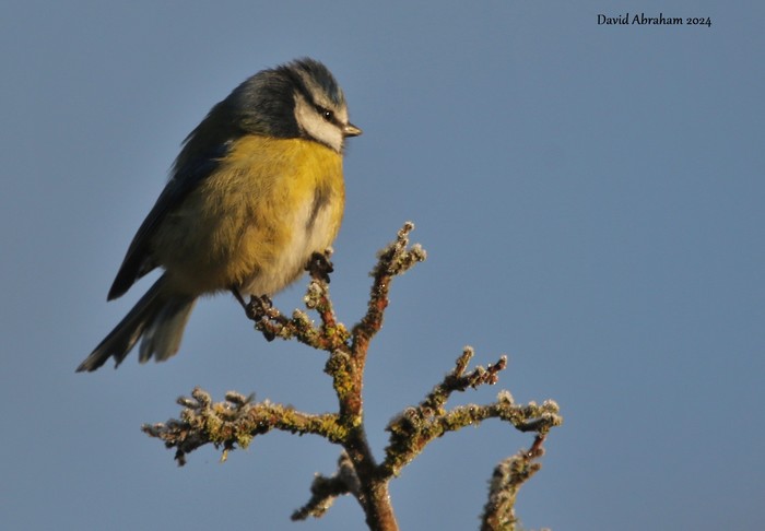 Blue Tit 