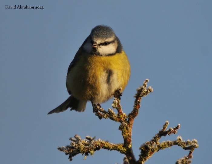 Blue Tit 