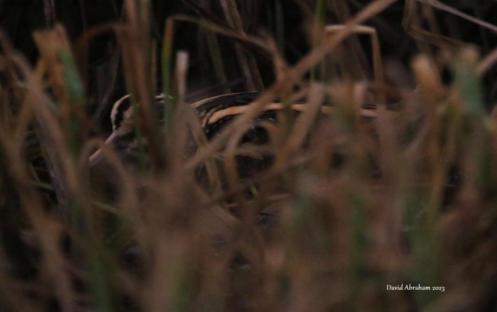 Jack Snipe
