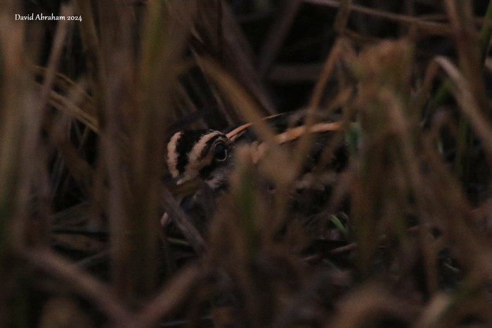 Jack Snipe