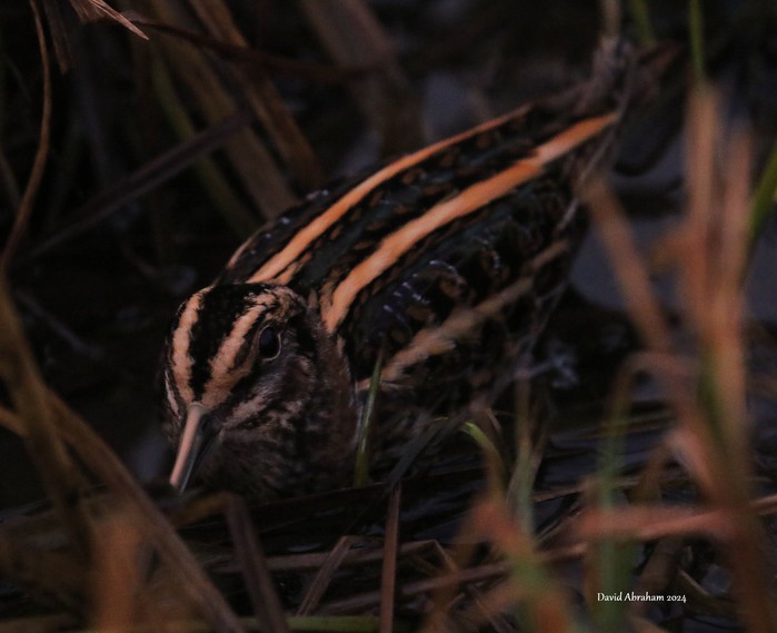 Jack Snipe