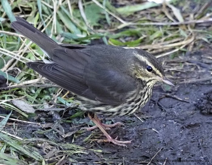 Northern Waterthrush