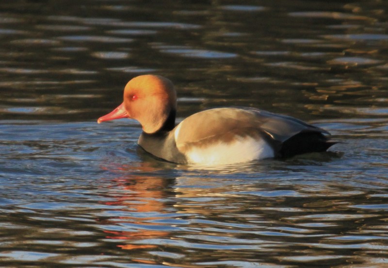 Red-crested Pochard