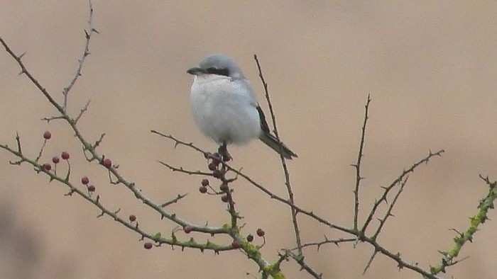 Great Grey Shrike