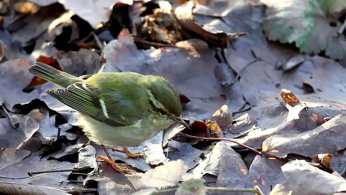 Yellow-browed Warbler