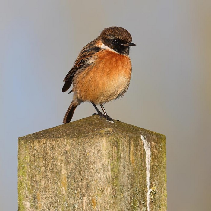 Stonechat
