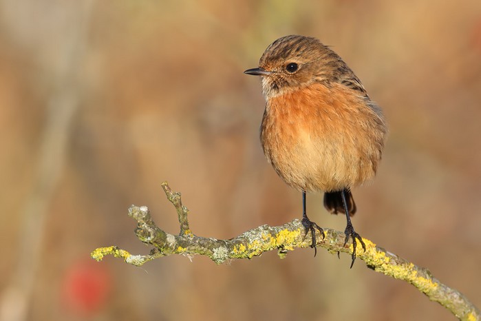 Stonechat