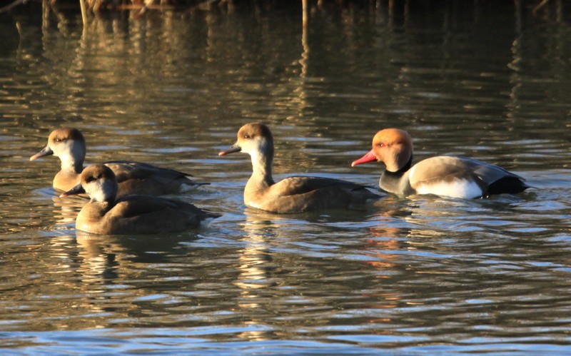 Red-crested Pochard