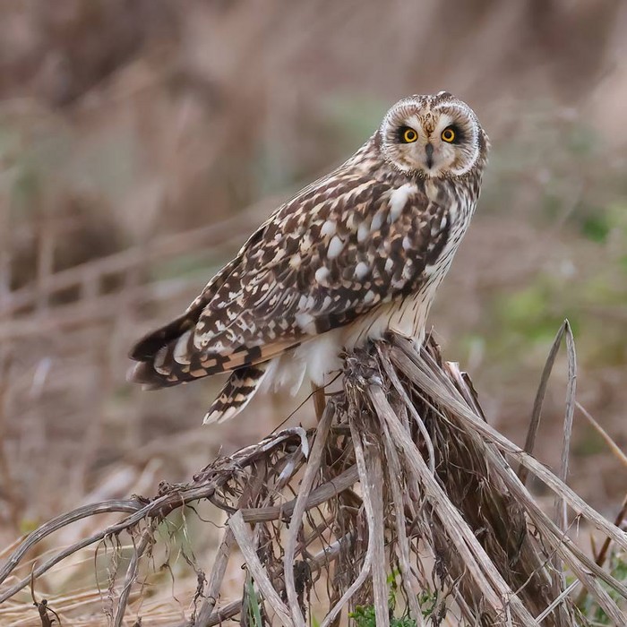 Short-eared Owl