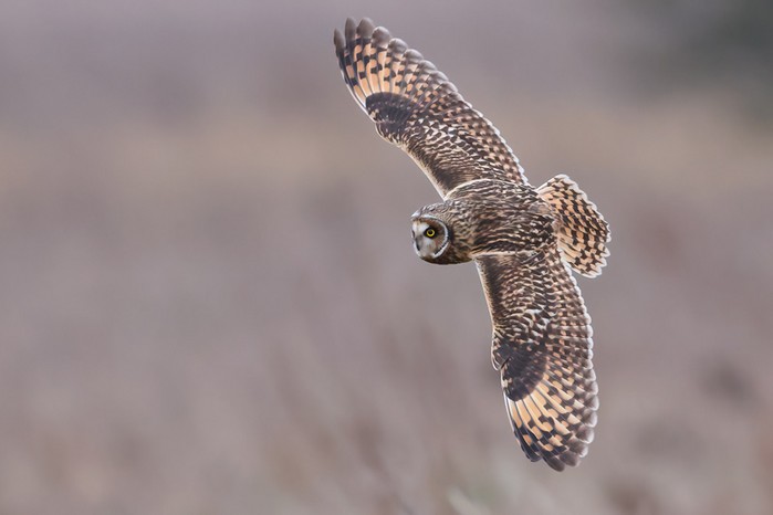 Short-eared Owl
